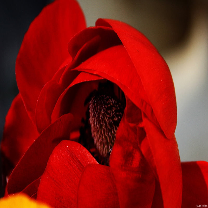 the red rose is beautiful
